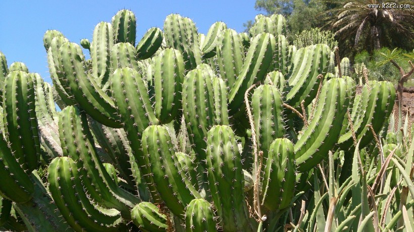多肉植物仙人掌图片