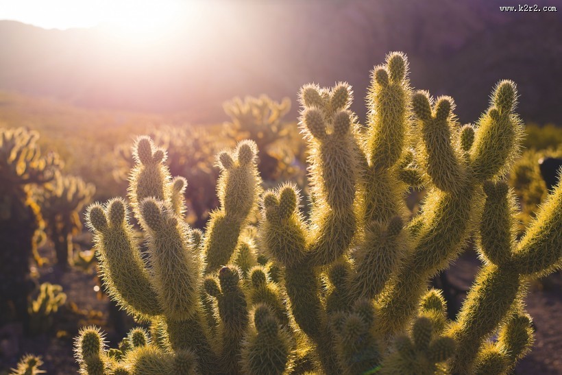 多肉植物仙人掌图片