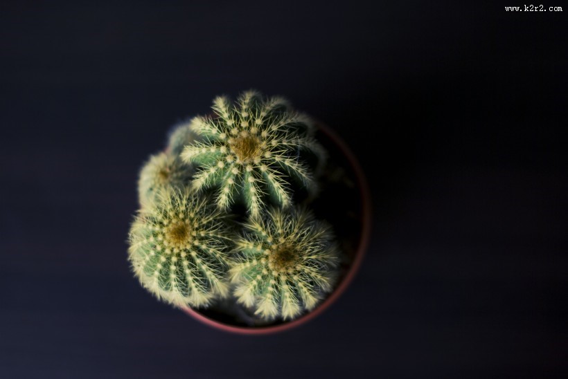 仙人掌盆栽图片大全