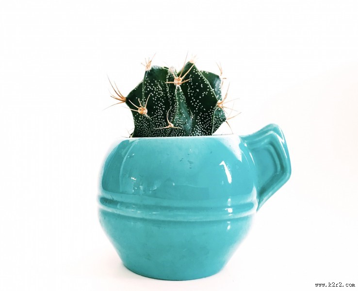 仙人掌盆栽图片大全