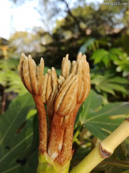 野外的植物图片大全