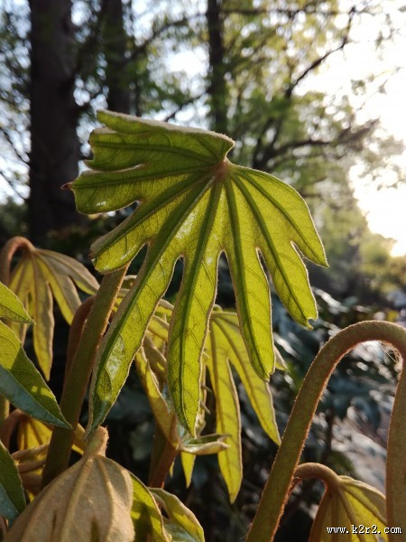 野外的植物图片大全