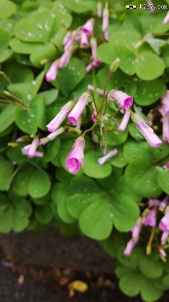 路边的野花图片