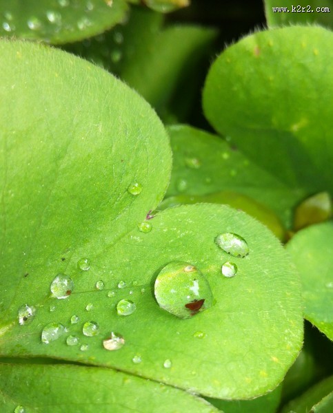 挂着水珠的绿叶图片