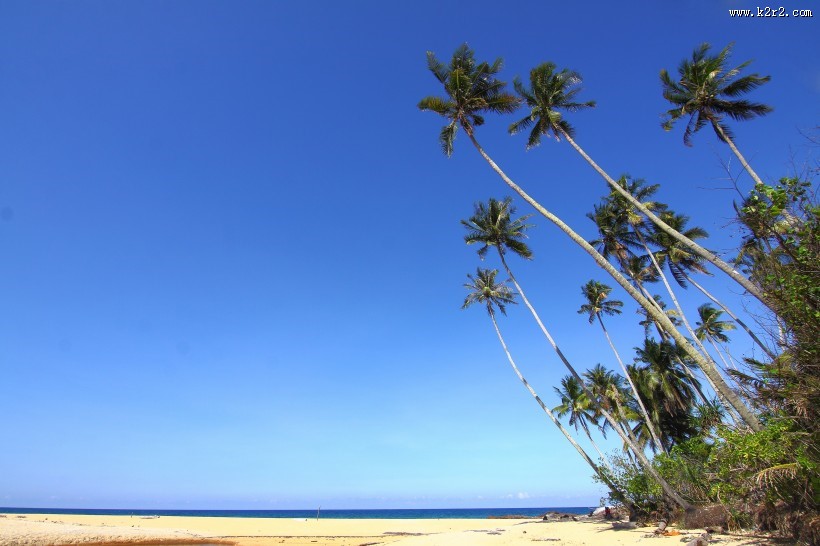 常绿乔木椰子树图片