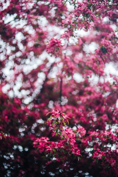 清新的粉红色花朵图片