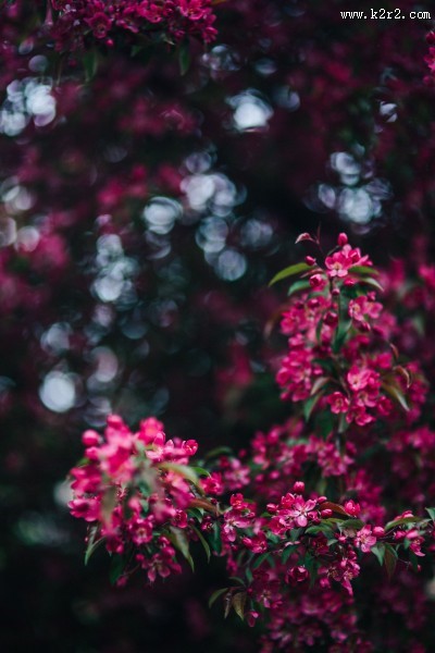 清新的粉红色花朵图片