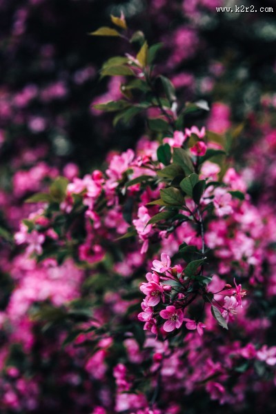 清新的粉红色花朵图片