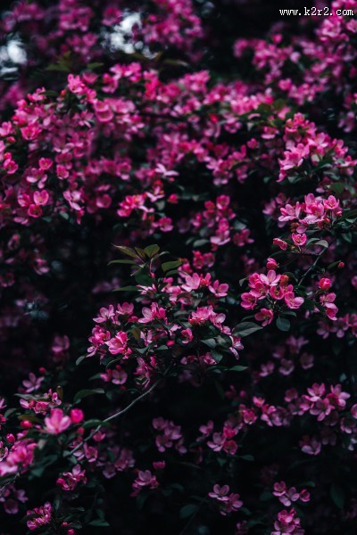 清新的粉红色花朵图片