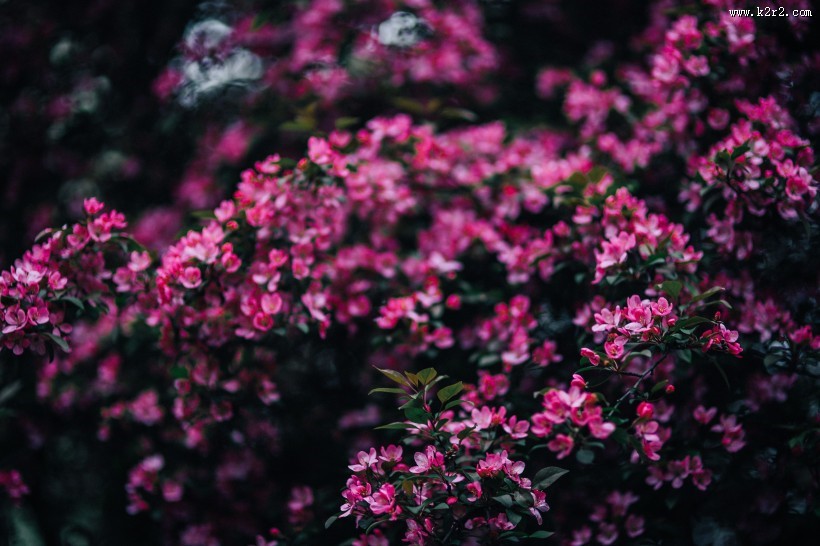 清新的粉红色花朵图片