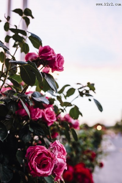 漂亮的玫瑰图片