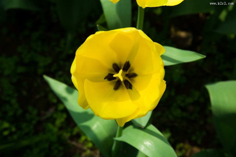 唯美好看的郁金香图片大全