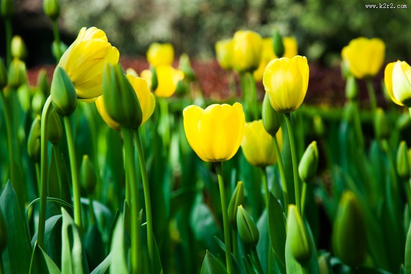 唯美好看的郁金香图片大全