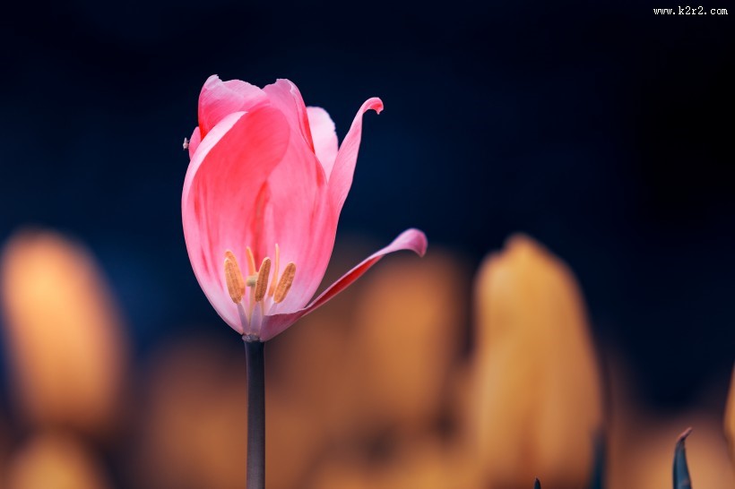 唯美好看的郁金香图片大全