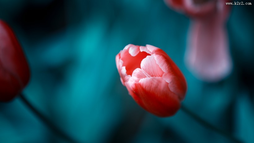 唯美好看的郁金香图片大全