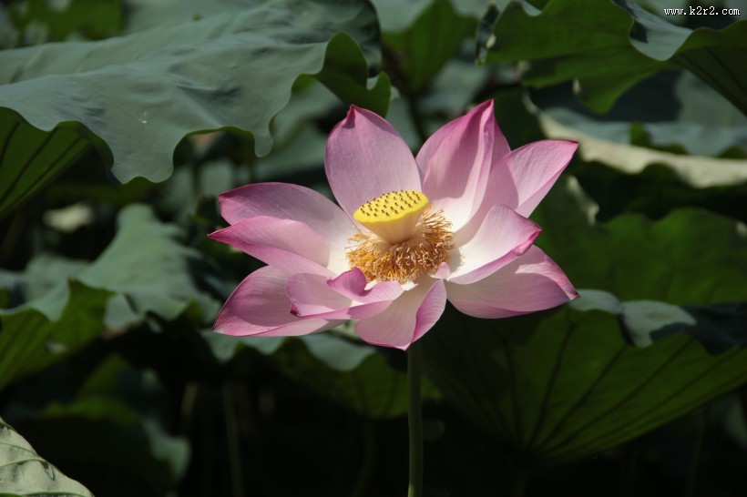 美艳不可亵玩的荷花图片大全