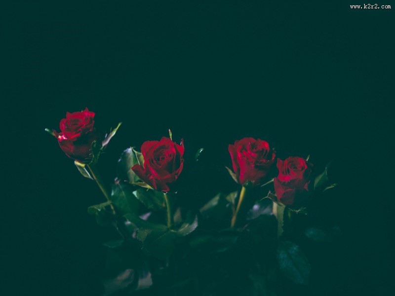 好看的红玫瑰花图片大全