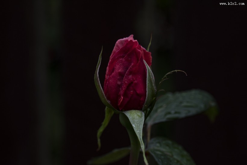 好看的红玫瑰花图片大全