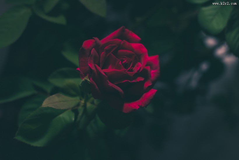 好看的红玫瑰花图片大全