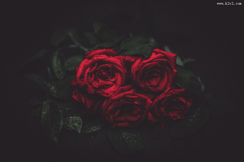 好看的红玫瑰花图片大全