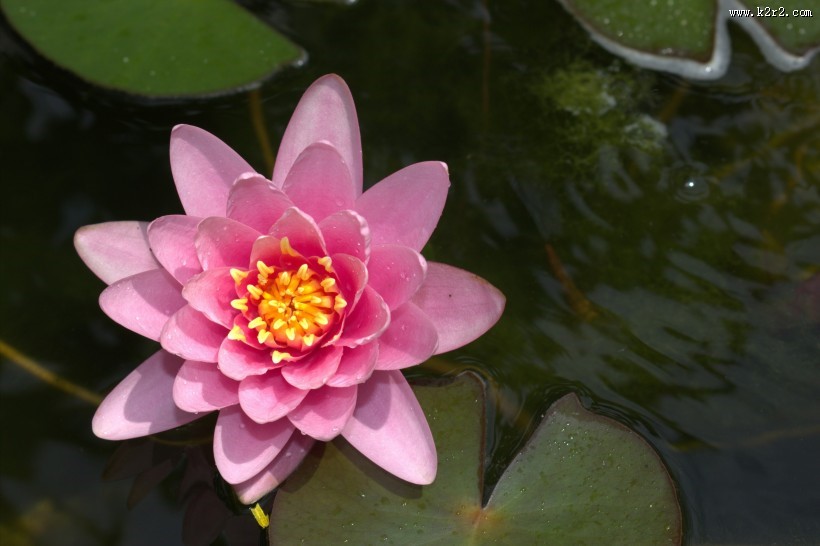 美丽的荷花花朵图片