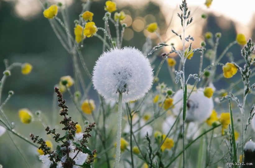 好看的蒲公英图片