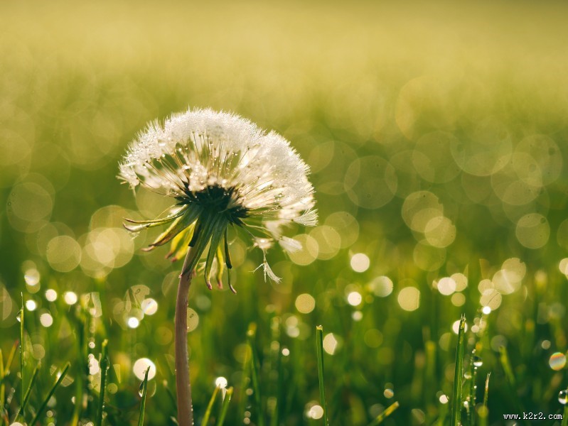 好看的蒲公英图片