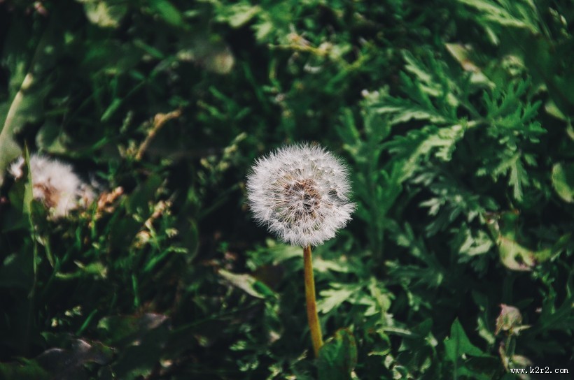 好看的蒲公英图片