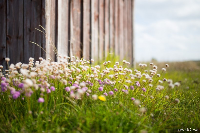好看的蒲公英图片