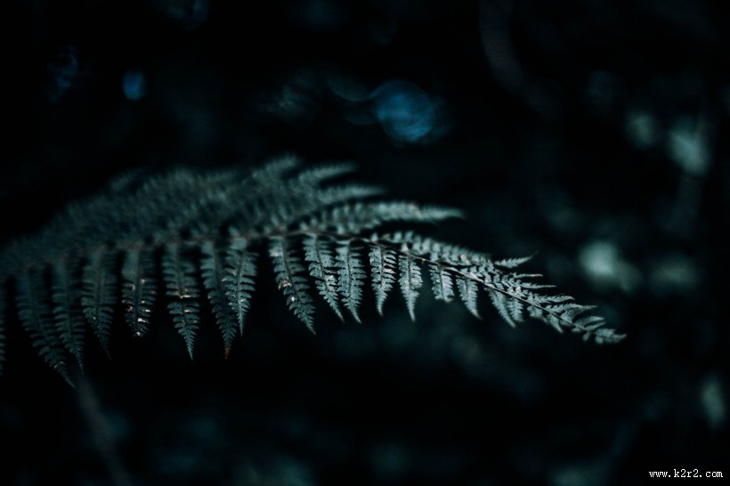 蕨类植物图片大全