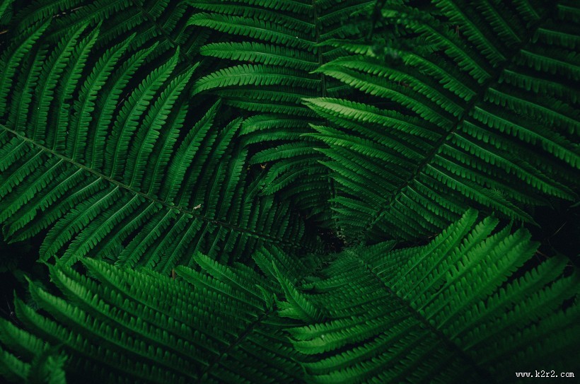 蕨类植物图片大全