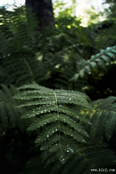 蕨类植物图片大全