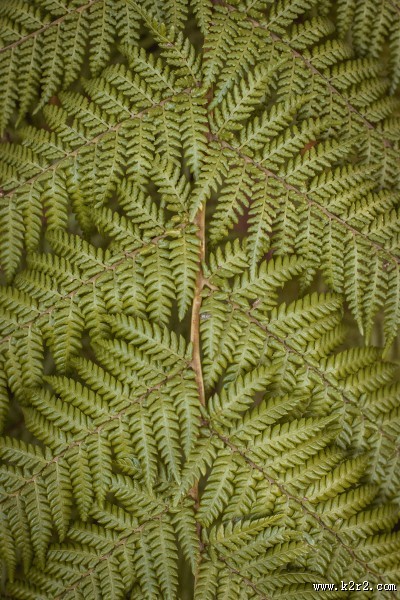 蕨类植物图片大全