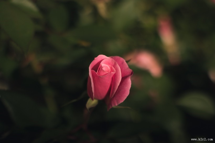 好看的红玫瑰花图片