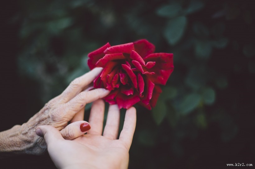 好看的红玫瑰花图片