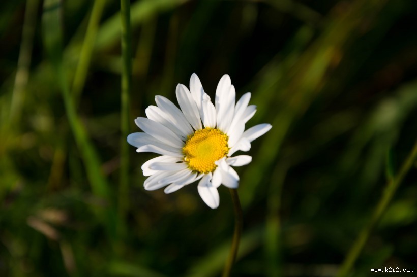 一朵美丽的雏菊图片
