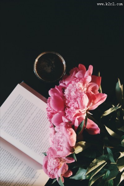 美丽的牡丹花图片