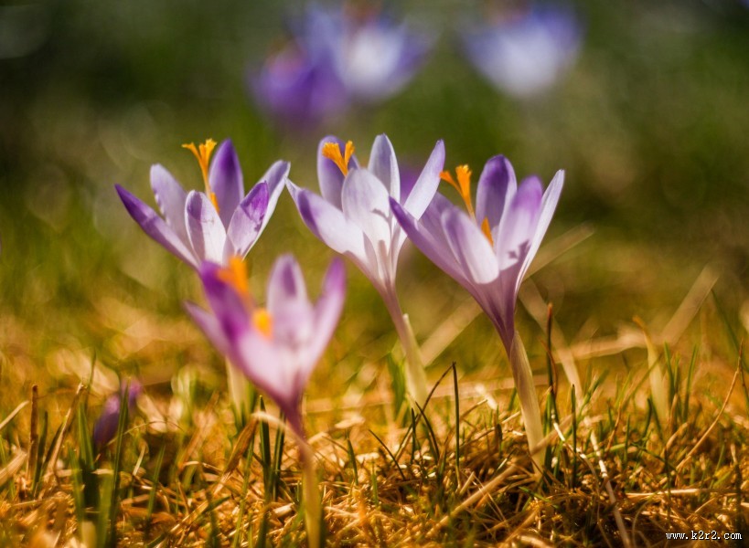 美丽的番红花图片