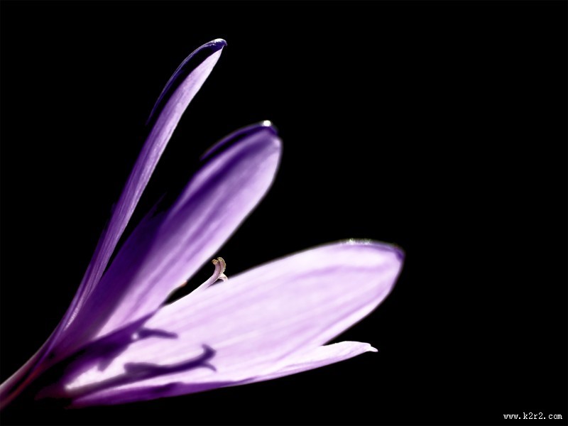 美丽的番红花图片