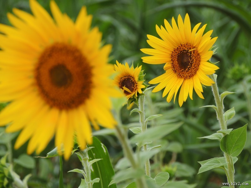 金黄色的向日葵图片大全