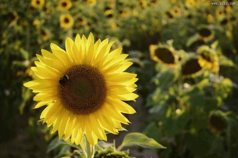 金黄色的向日葵图片大全