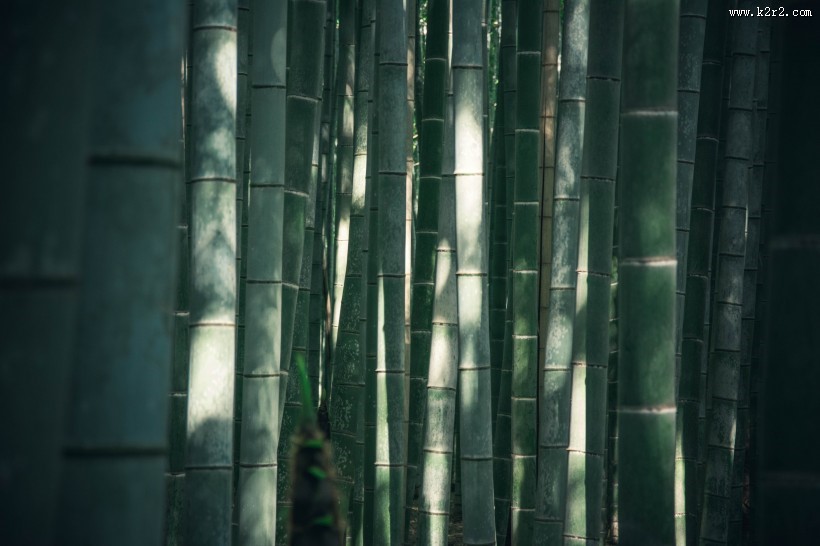 挺拔的竹子图片大全