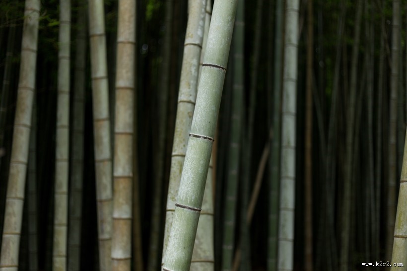 挺拔的竹子图片大全