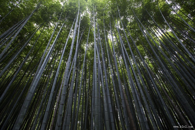 挺拔的竹子图片大全