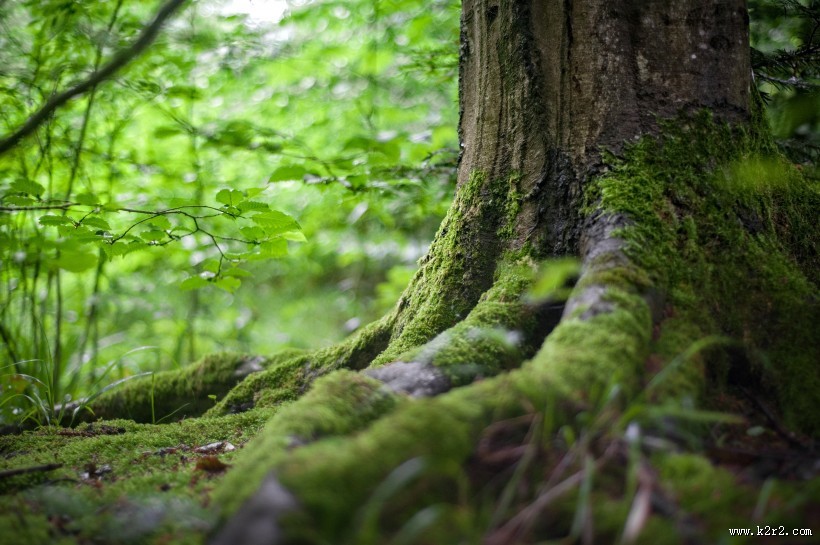 湿漉漉的苔藓图片
