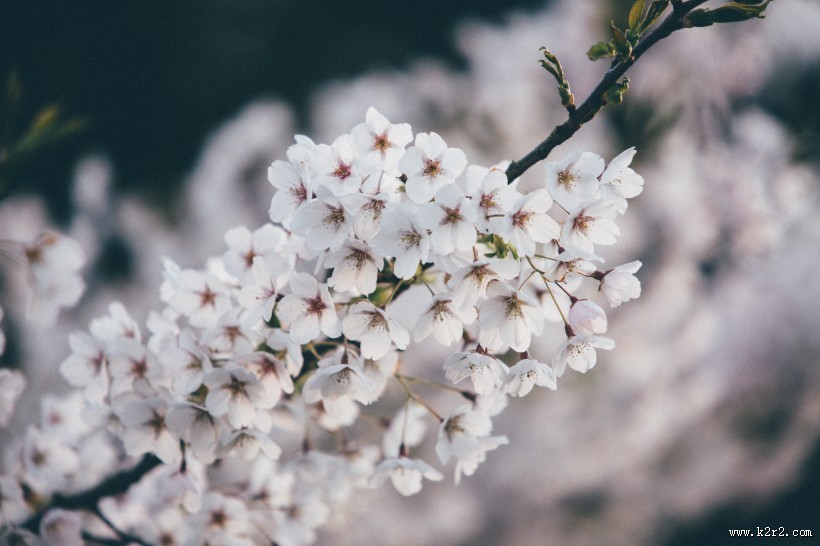 美丽的樱花图片大全