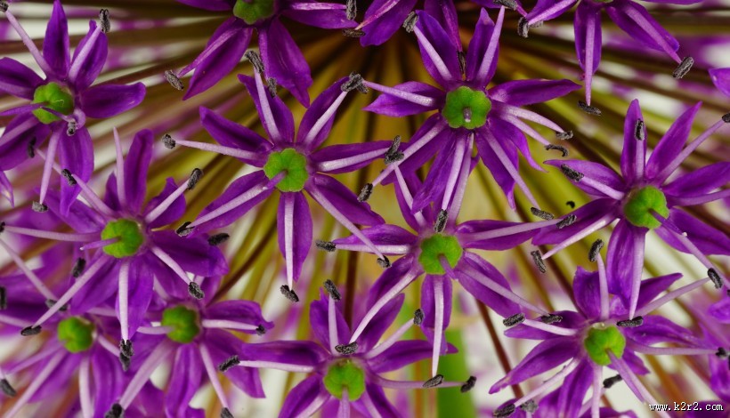 紫色的垂花葱图片