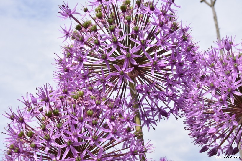 紫色的垂花葱图片