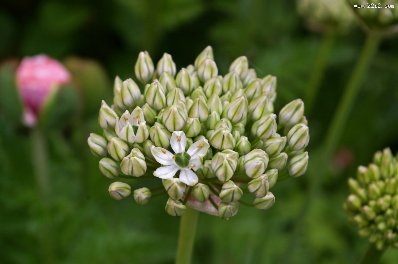 盛开的韭菜花图片
