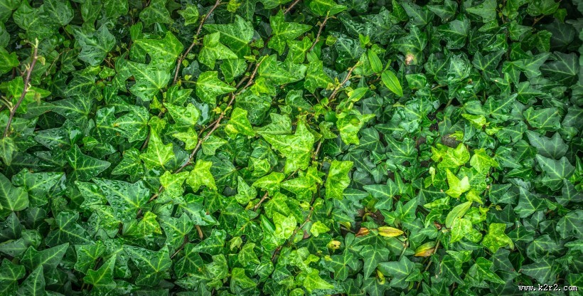 绿油油的爬山虎图片